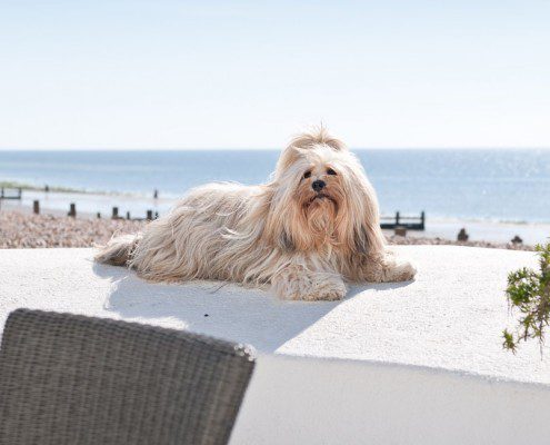 Dog friendly hot sale holiday rentals