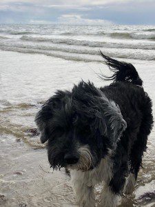 Dog Friendly beach houses in West Sussex