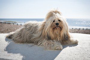 pet friendly rentals in West Sussex