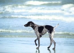 dog-friendly holiday houses in West Sussex Angmering