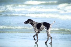 dog-friendly holiday houses in West Sussex Angmering