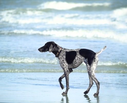 dog-friendly holiday houses in West Sussex Angmering