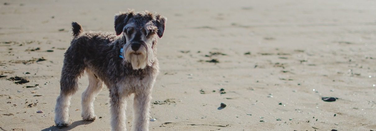 Dog friendly Luxury Beachfront holidays West Sussex