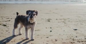 Dog friendly Luxury Beachfront holidays West Sussex