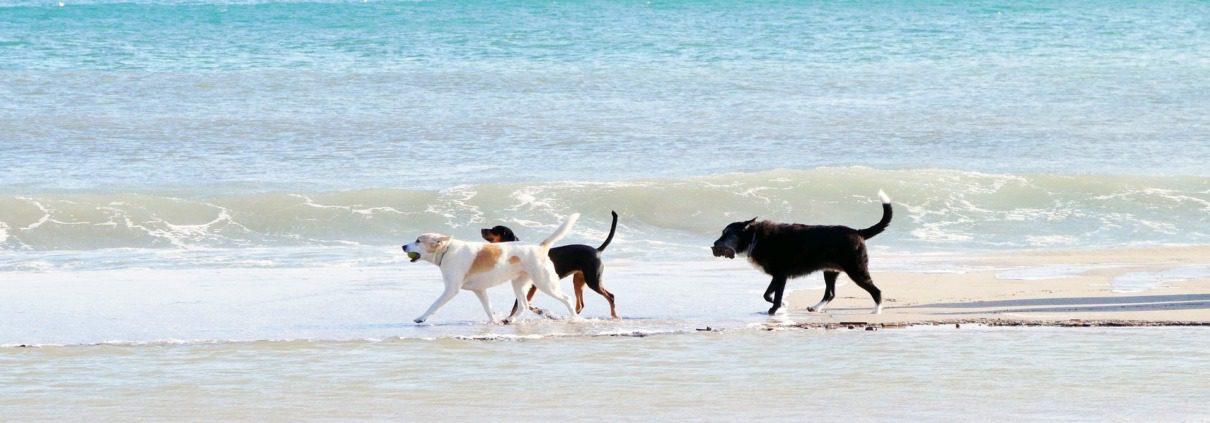 The beaches are dog friendly and unrestricted all year round