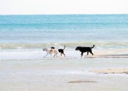 The beaches are dog friendly and unrestricted all year round