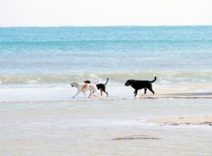 The beaches are dog friendly and unrestricted all year round