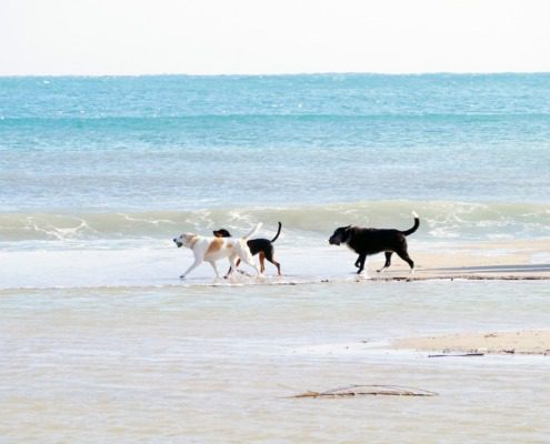 The beaches are dog friendly and unrestricted all year round
