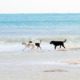 The beaches are dog friendly and unrestricted all year round