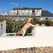 dog friendly beach accommodation West Sussex