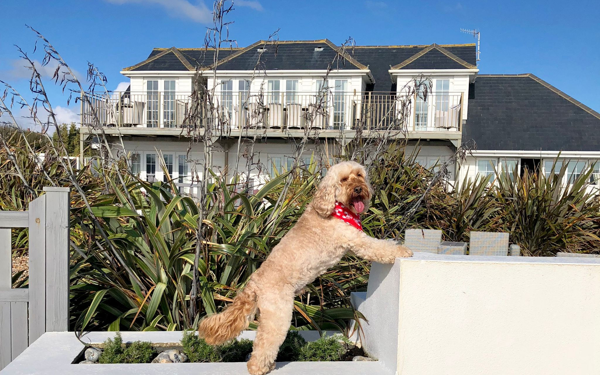 dog friendly luxury beach house