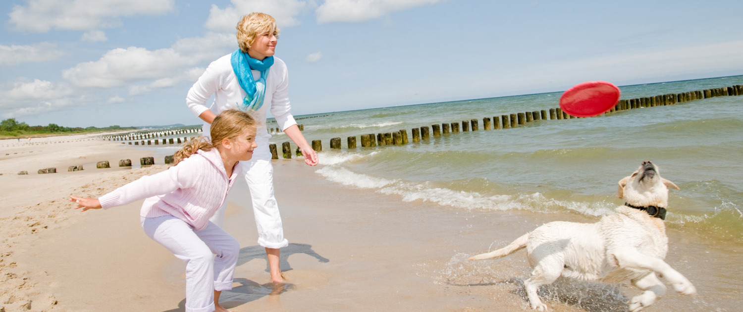 dog friendly beach house holidays west sussex